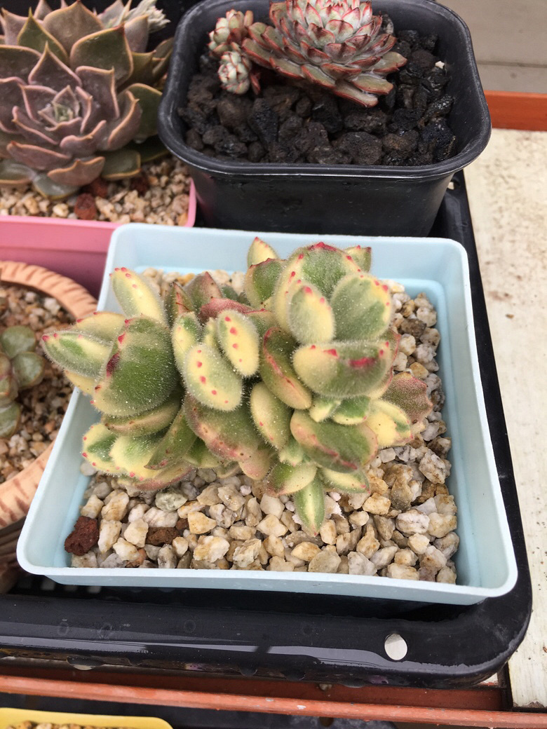 ����ǰ������һ����