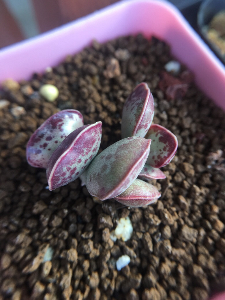 ����ǰ������һ����