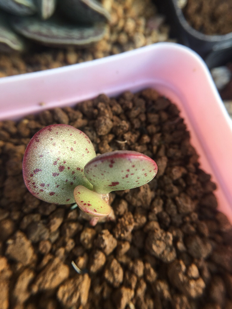 ����ǰ������һ����