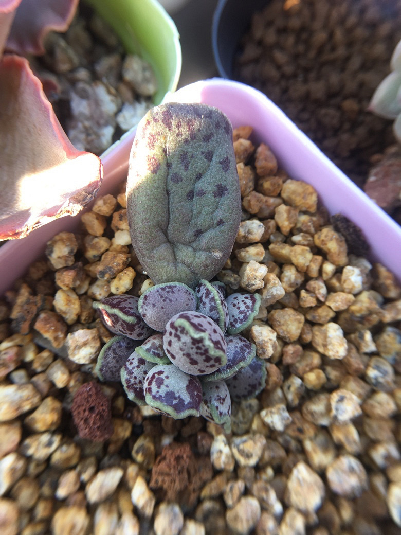 ����ǰ������һ����