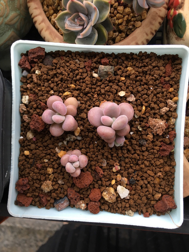 ����ǰ������һ����