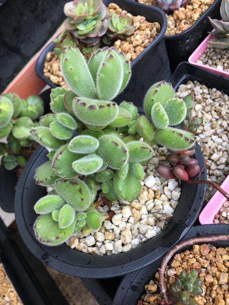 ����ǰ������һ����