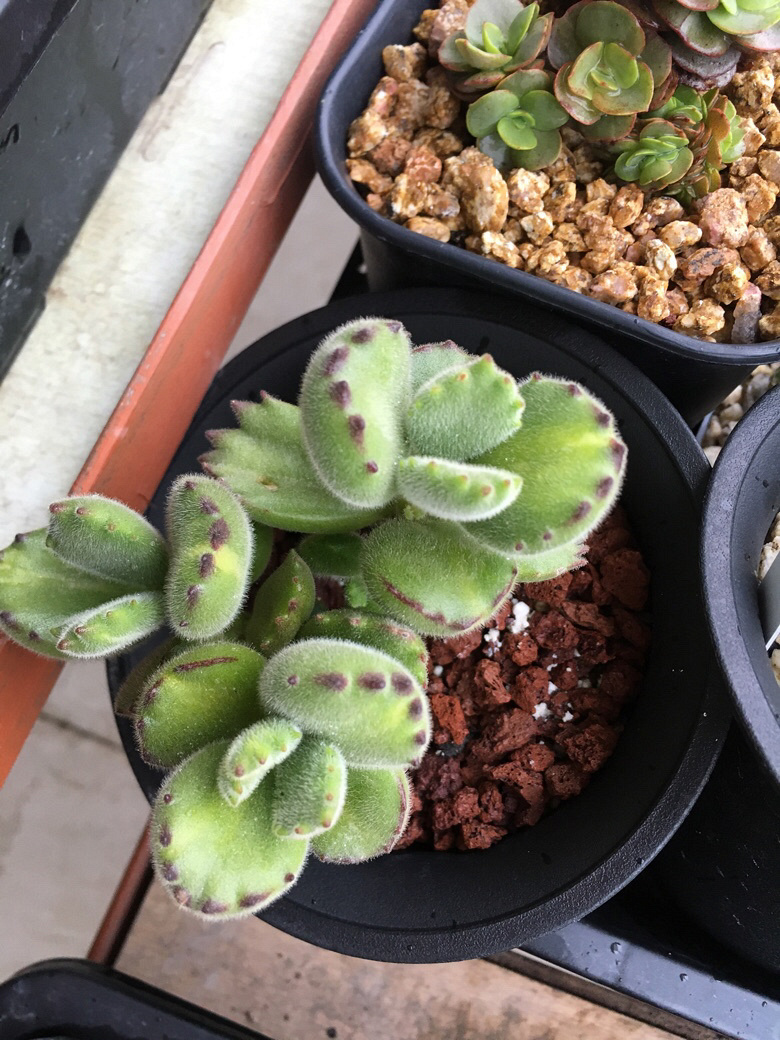 ����ǰ������һ����