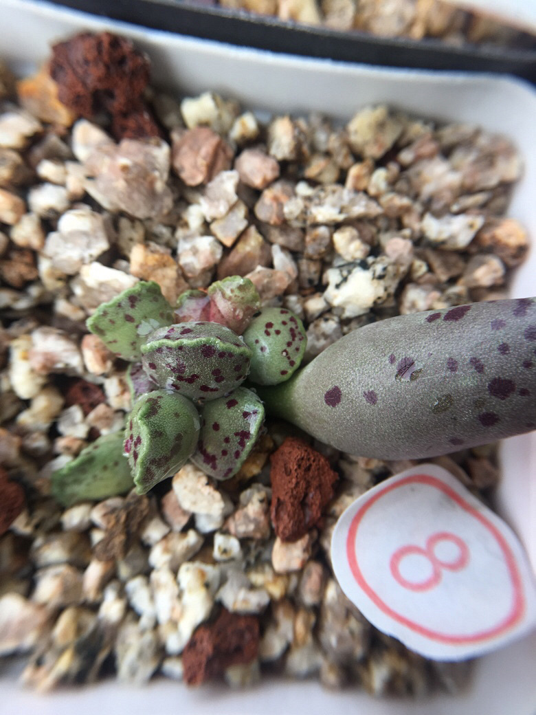 ����ǰ������һ����