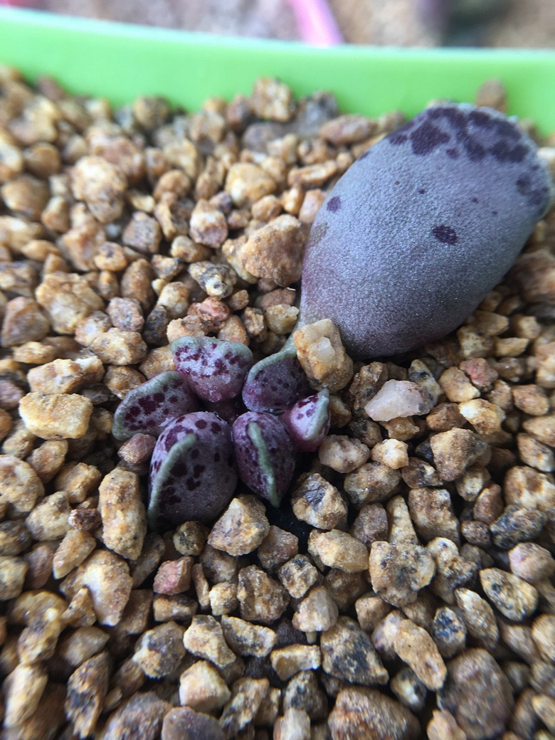 ����ǰ������һ����