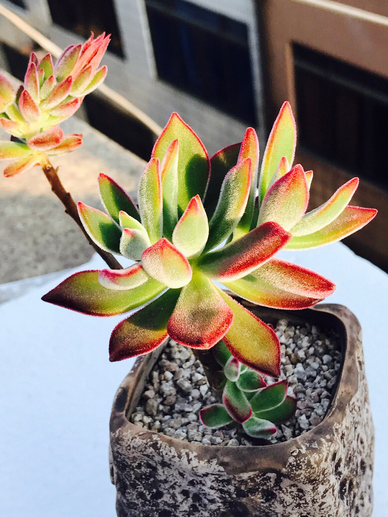 ����Ҳϲ��