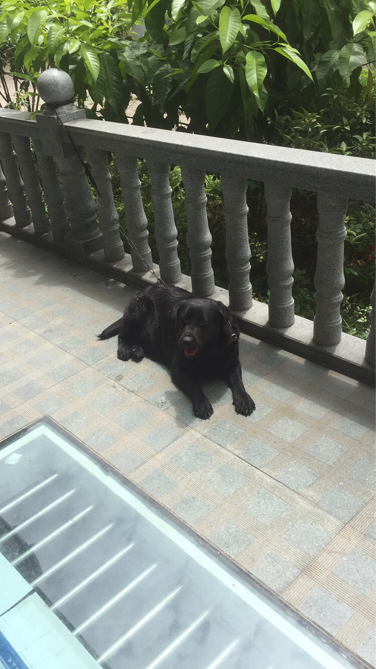 �Լ�����˫Ѫͳ�����������