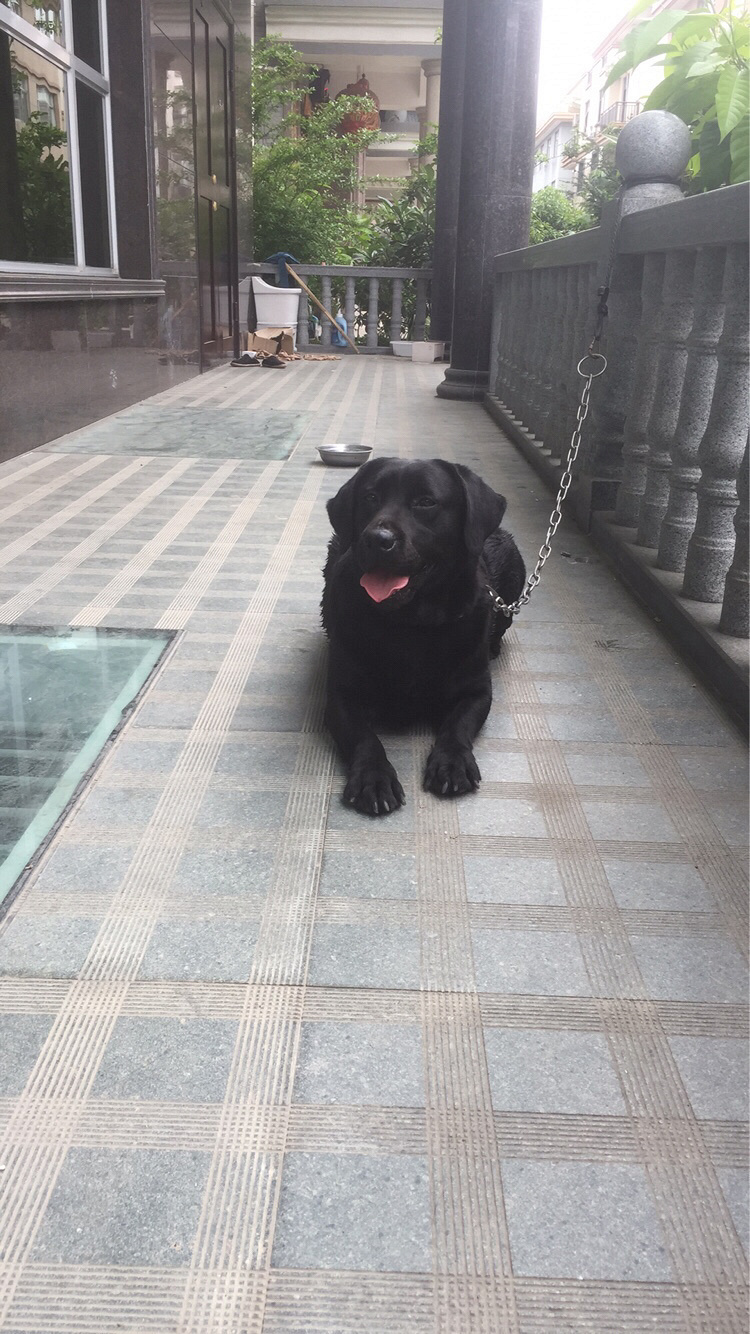 �Լ�����˫Ѫͳ�����������