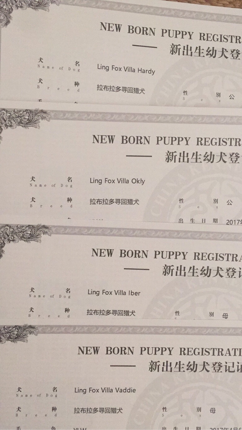 �Լ�����˫Ѫͳ�����������