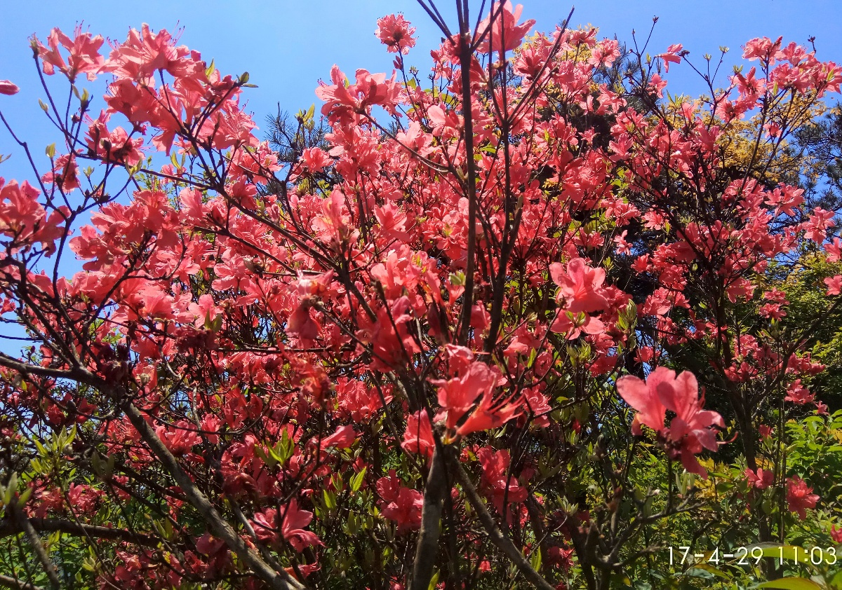 20170429磐安高姥山賞杜鵑花