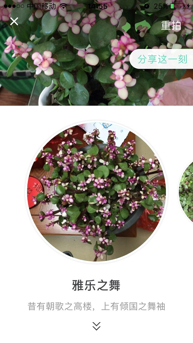 �����˽���֦��Ҷ