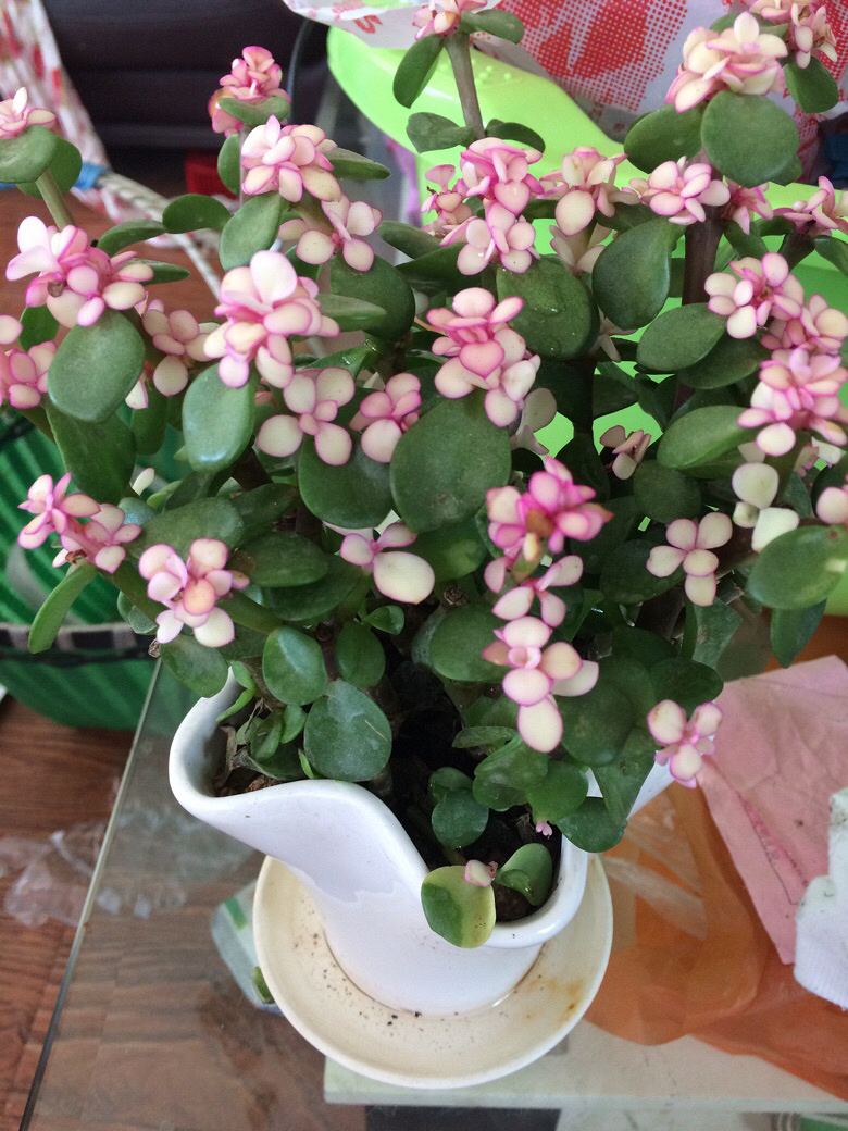 �����˽���֦��Ҷ