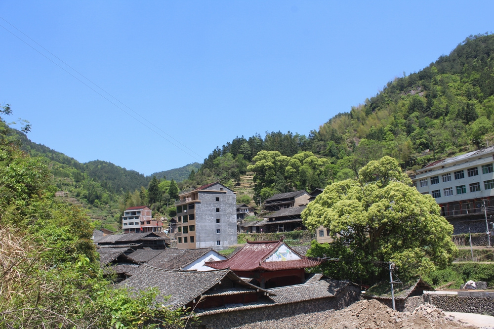 永嘉縣巖坦鎮陳坑村(一個古樹很多的村子)