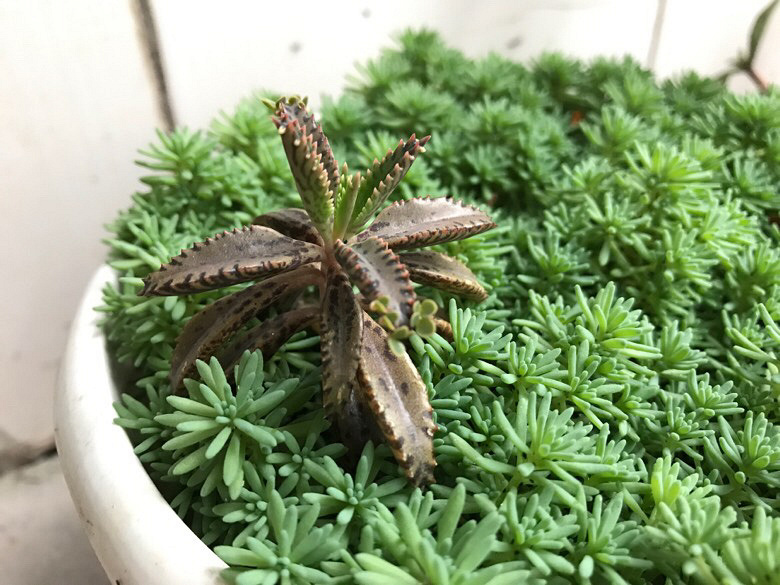 ����գ���������ֱ��ʲô����