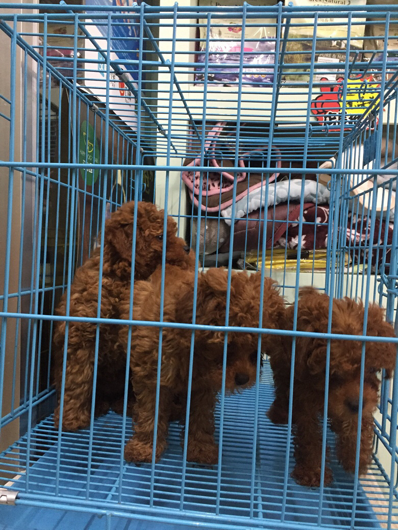 ���ܡ�̩�����¼��������۸�ʵ��Ŷ����