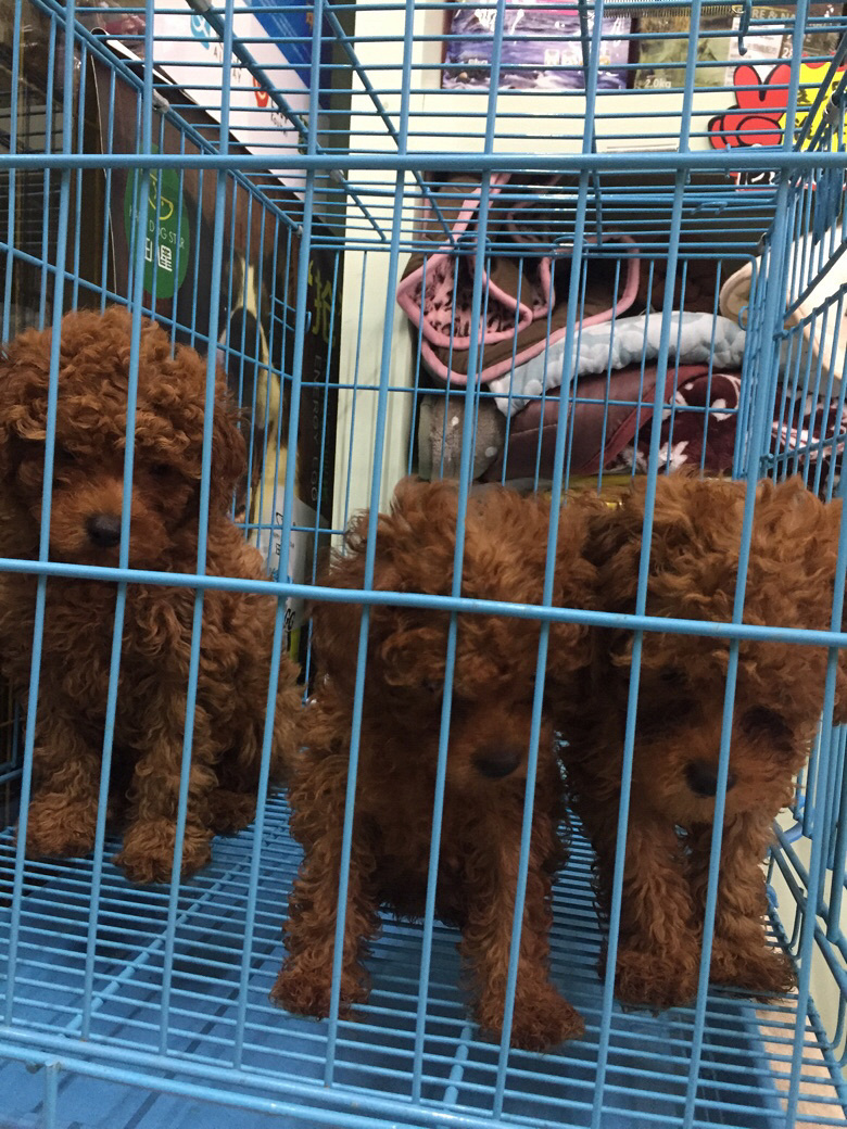 ���ܡ�̩�����¼��������۸�ʵ��Ŷ����