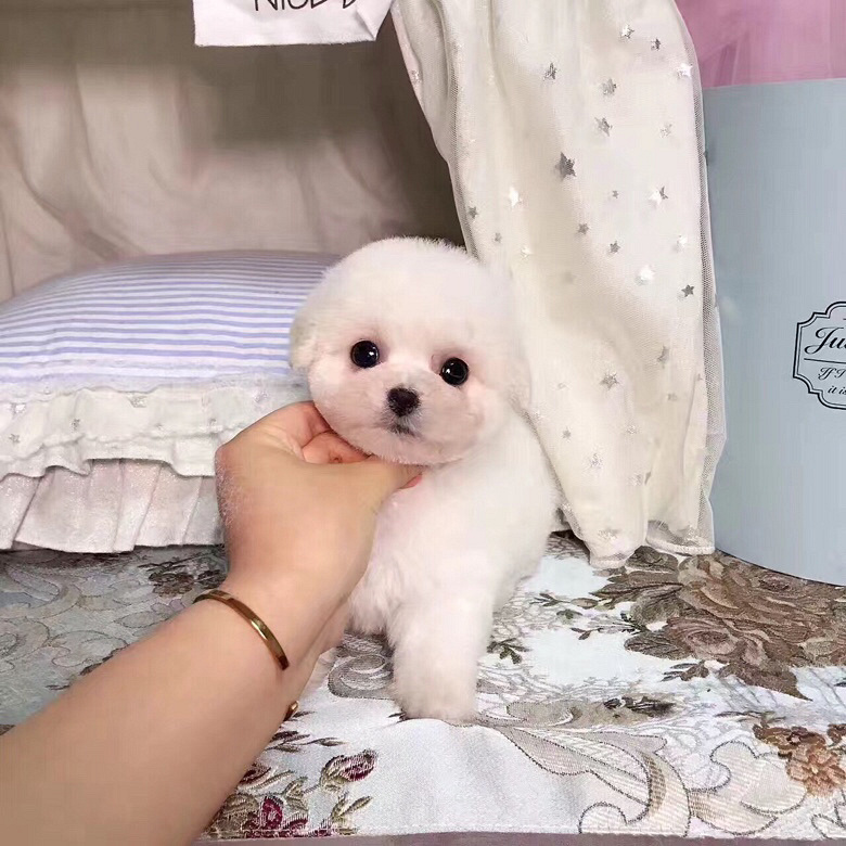 ���ܡ�̩�����¼��������۸�ʵ��Ŷ����