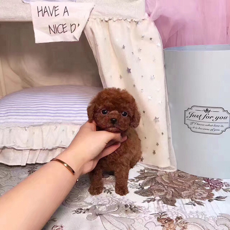 ���ܡ�̩�����¼��������۸�ʵ��Ŷ����