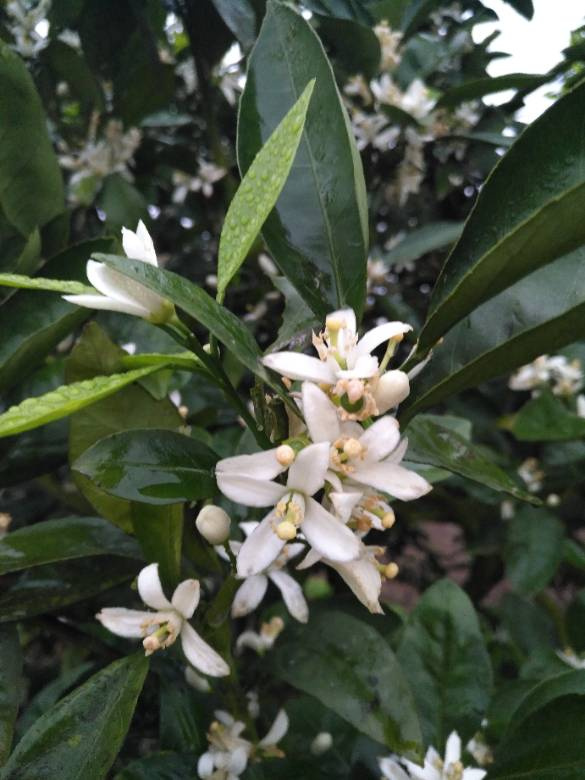 鹧鸪天独步村西向晚中小桥流水绿葱