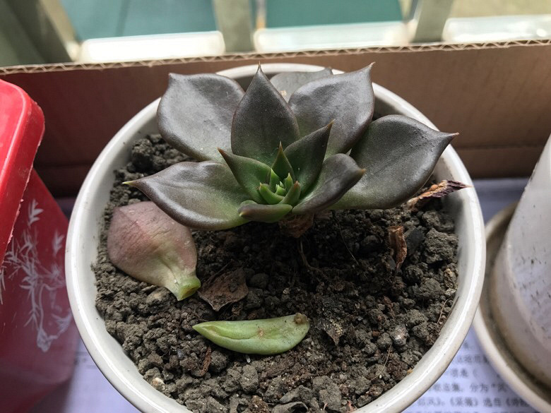 ���ǲ�ȱ���Ⱑ