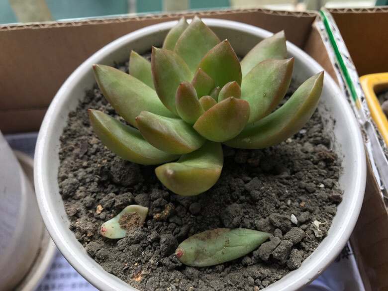 ���ǲ�ȱ���Ⱑ