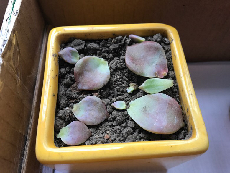 ���ǲ�ȱ���Ⱑ