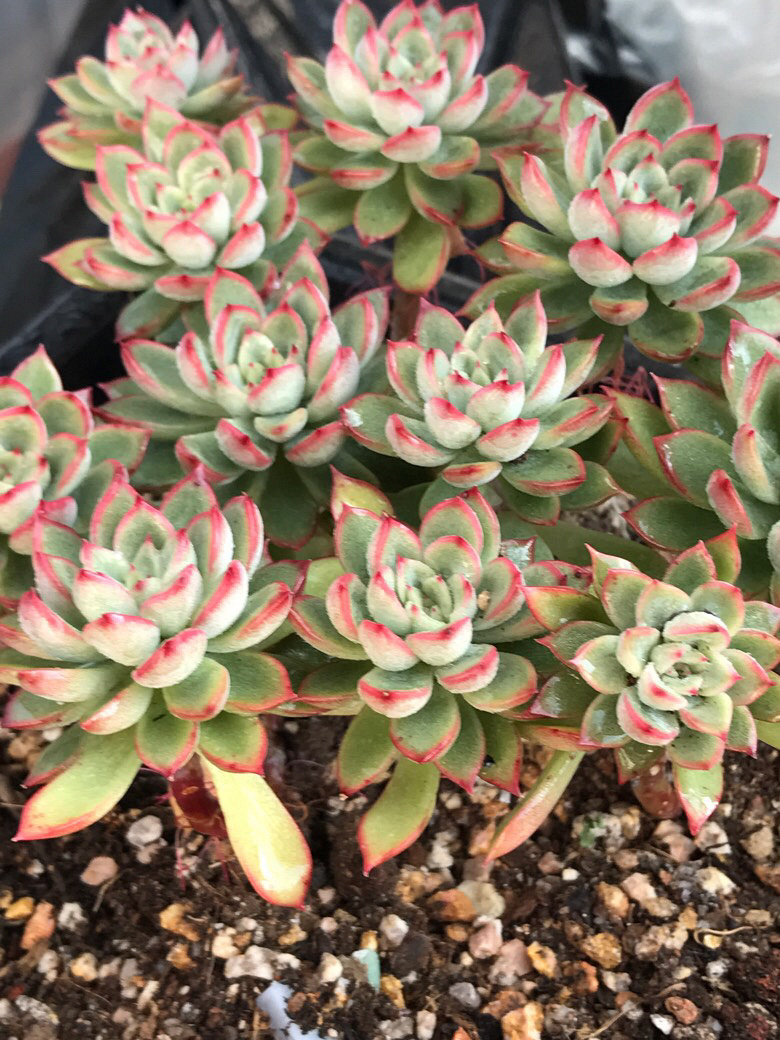 �Ӷ��쵽�����ٵ�����