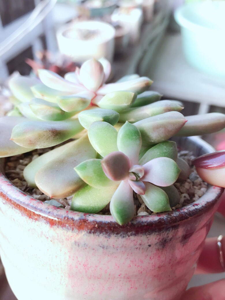 ������ݱ����