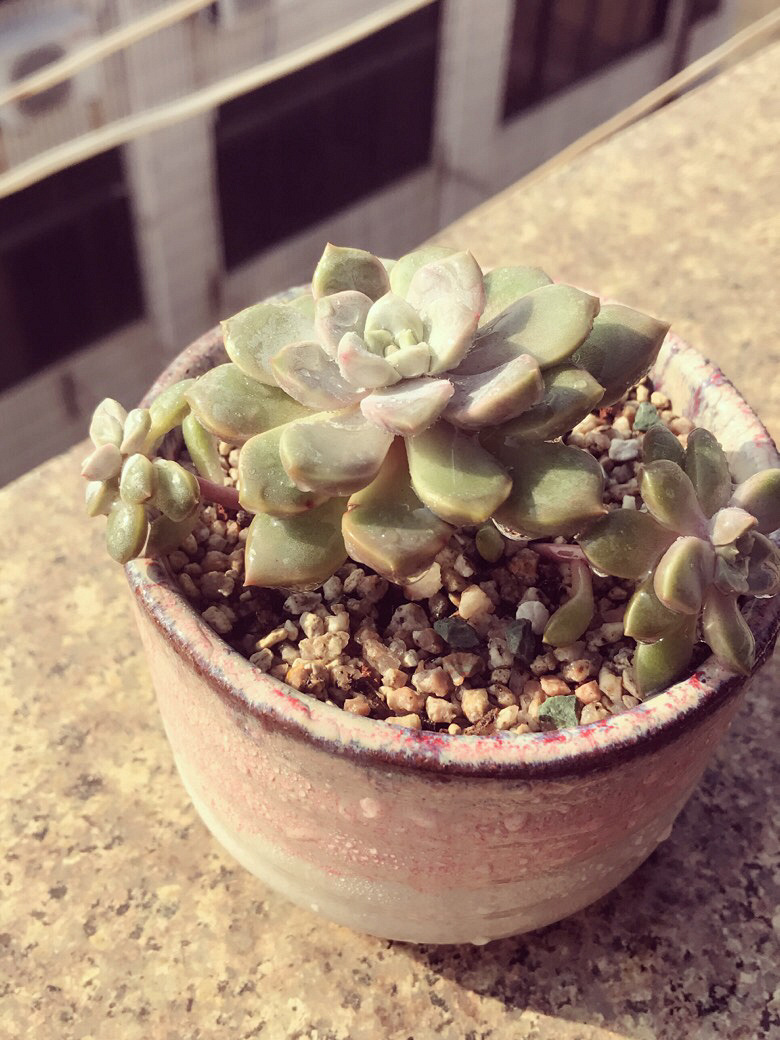 ������ݱ����