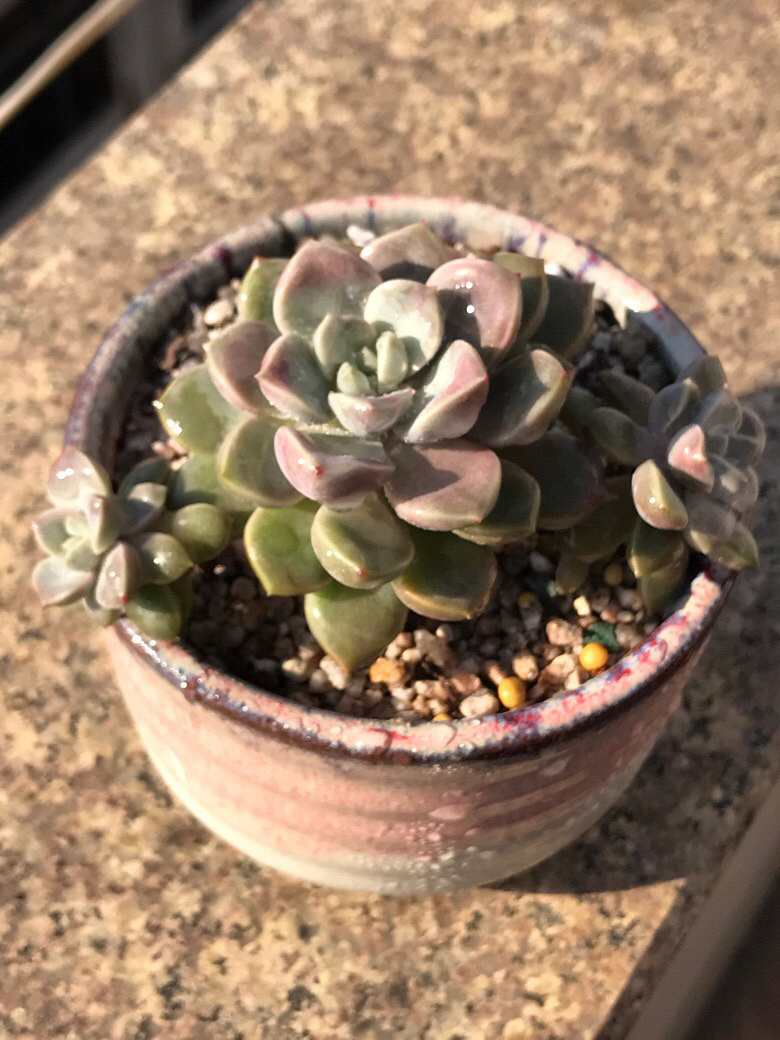 ������ݱ����