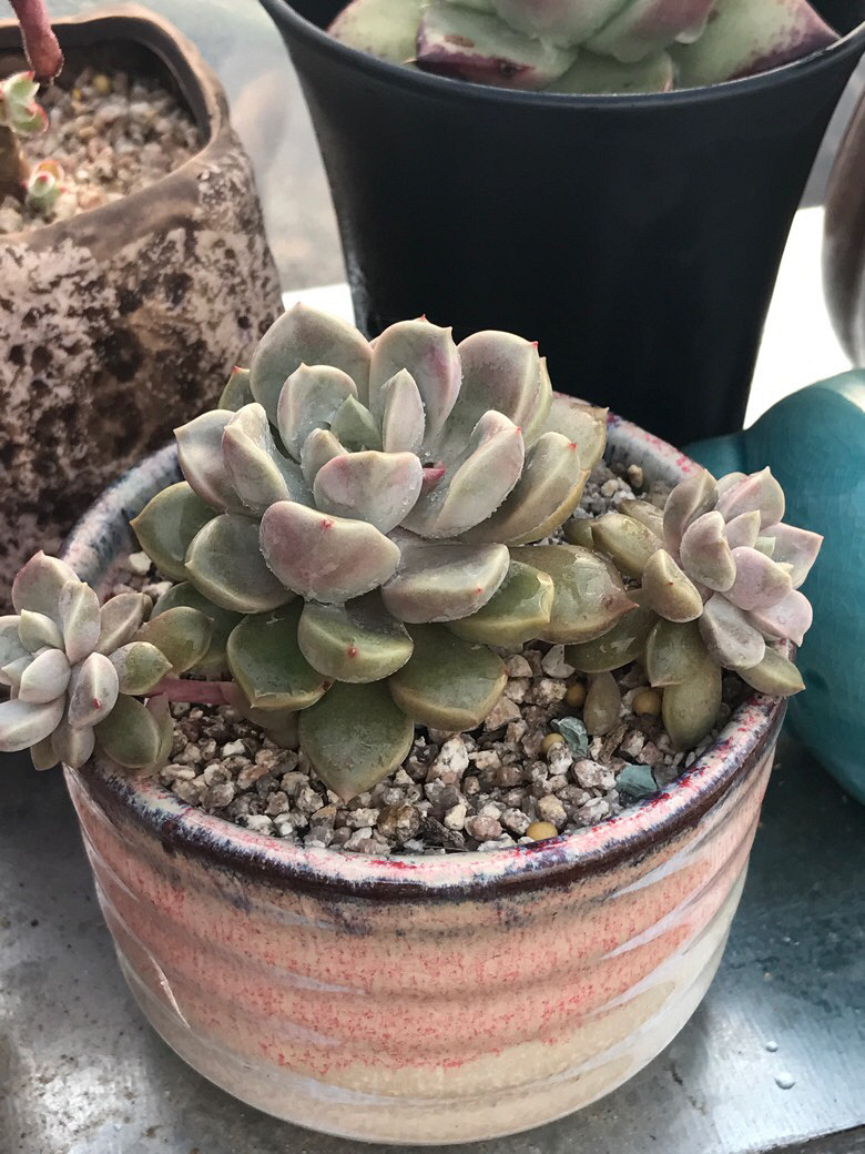 ������ݱ����