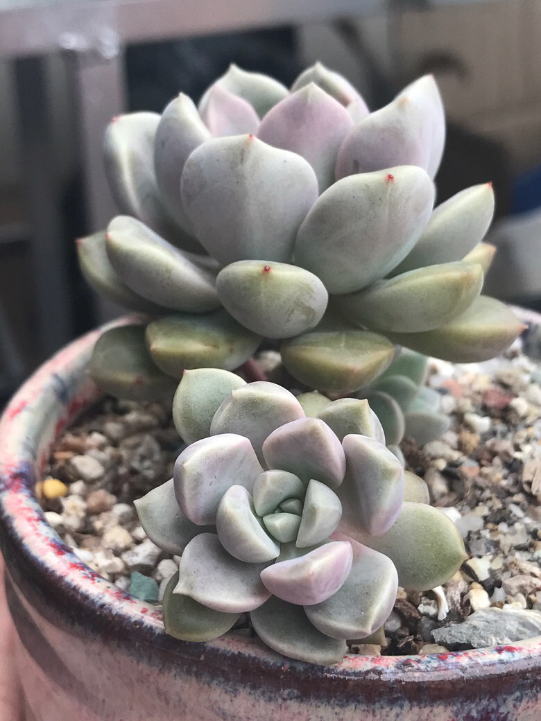 ������ݱ����