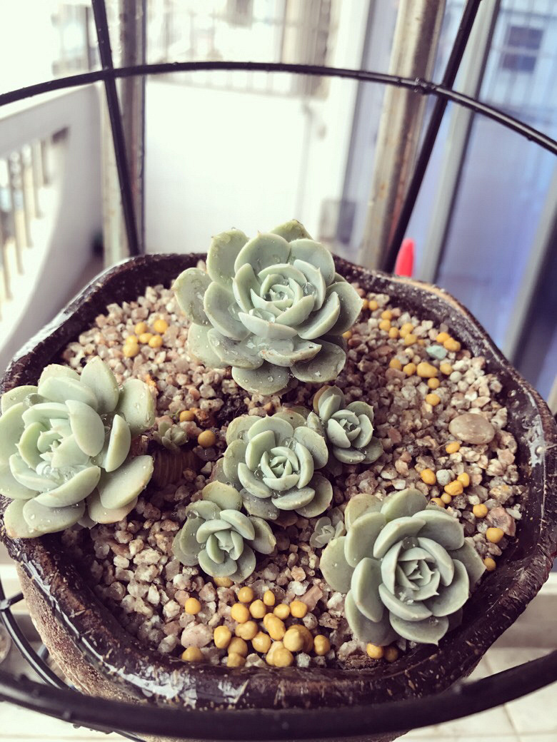 СС��ʱ��������