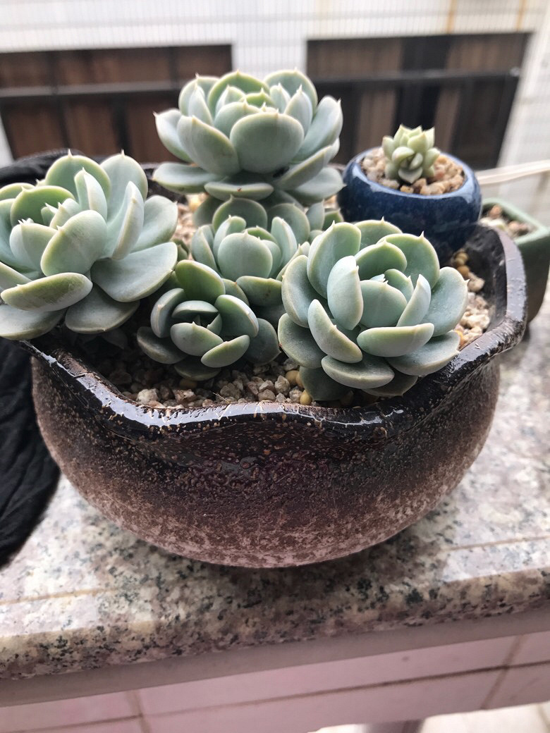 СС��ʱ��������