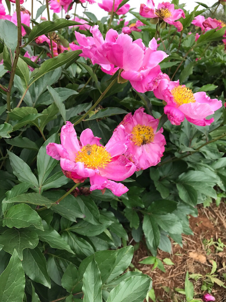 ����ʲô��������ɽ���ĵ�