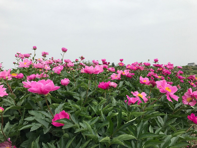 ����ʲô��������ɽ���ĵ�