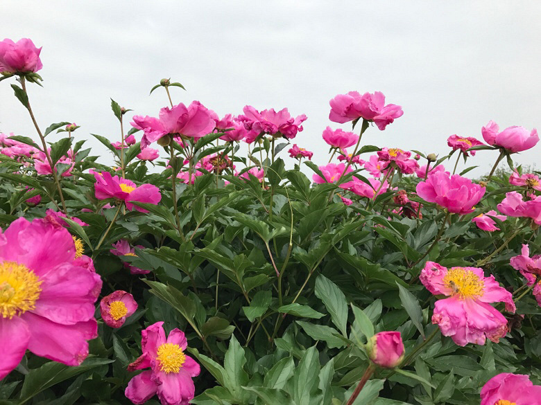 ����ʲô��������ɽ���ĵ�