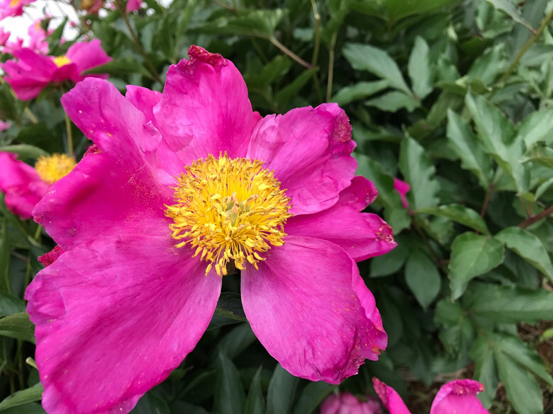 ����ʲô��������ɽ���ĵ�