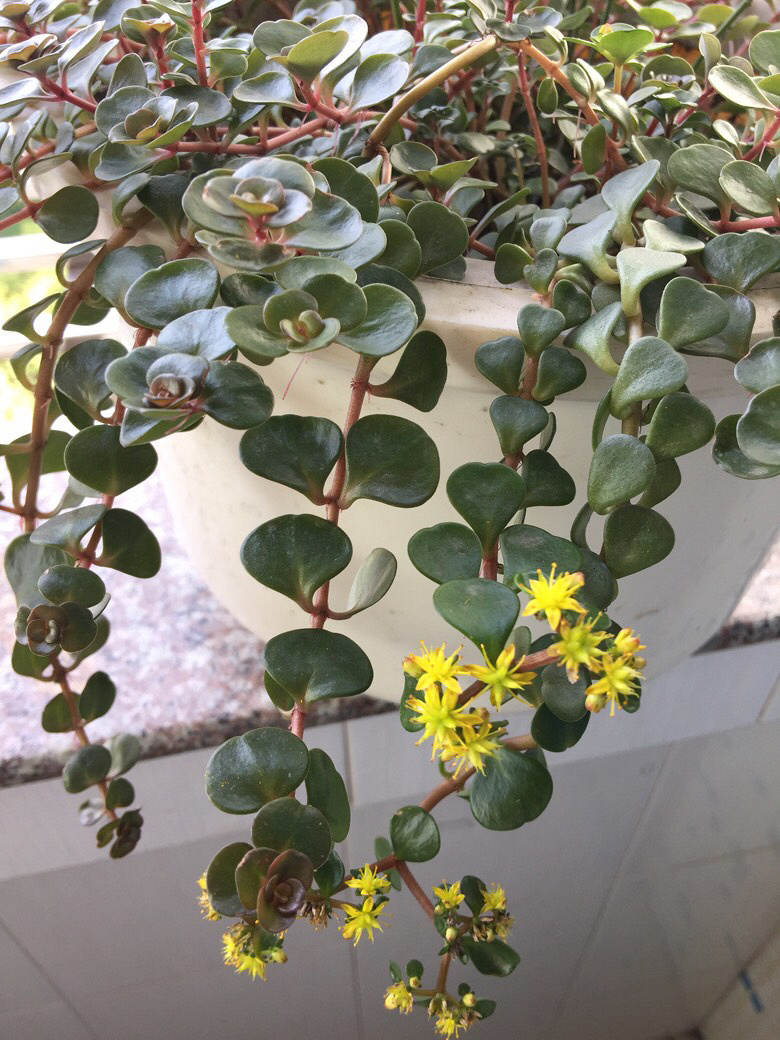 ԭ����Щ�а�Ҷ����