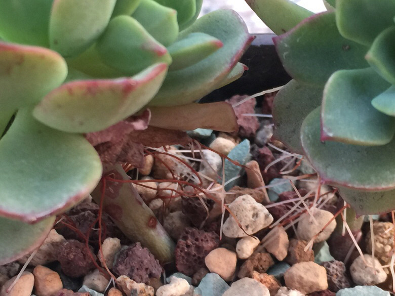 ��ȱˮ���Ǹ�����������