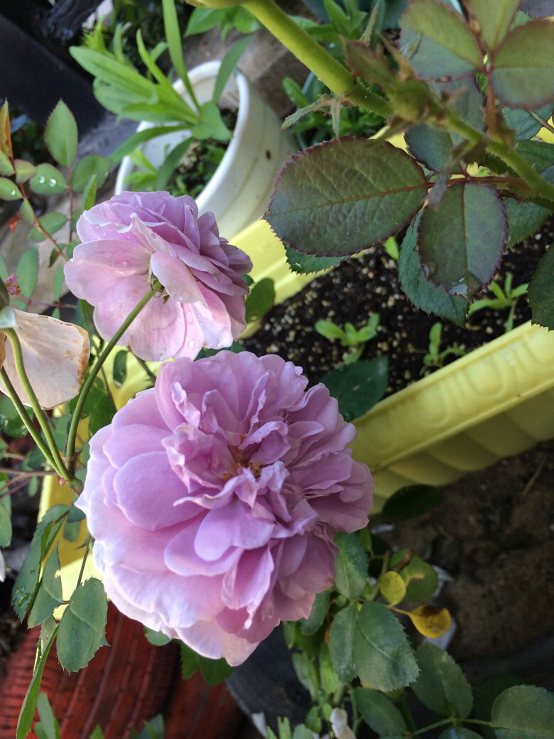 �ÿ��ľ�������