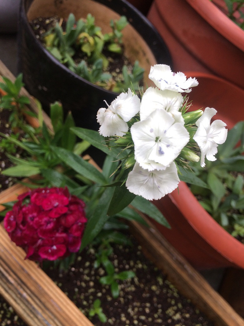 �ÿ��ľ�������