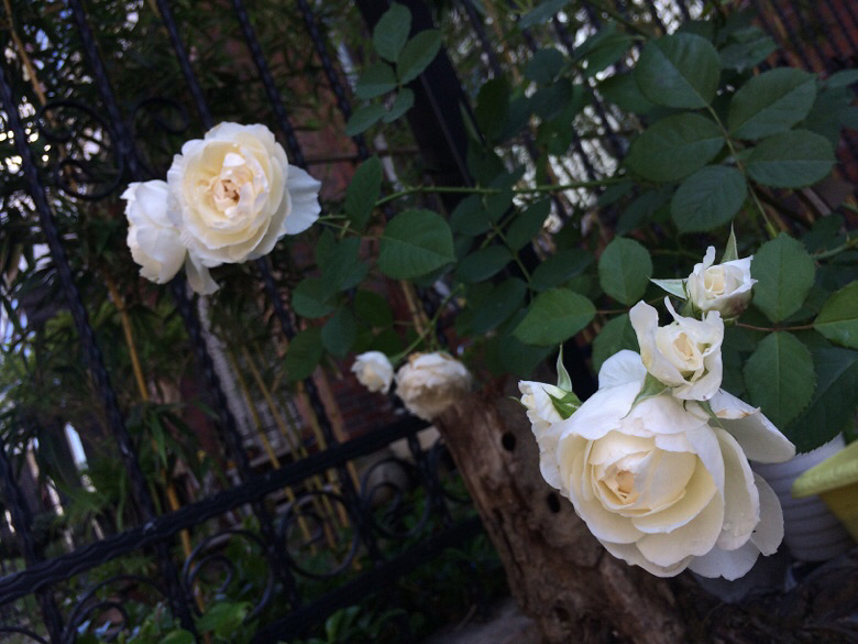 �ÿ��ľ�������