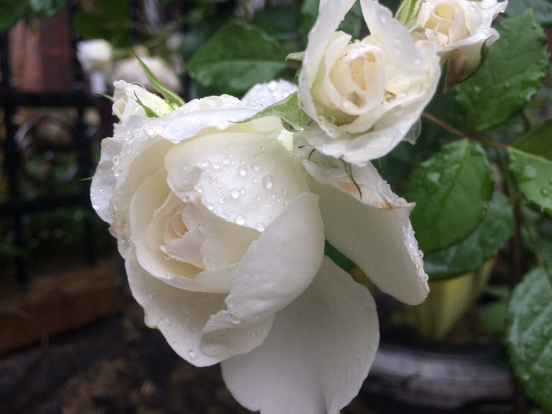 �ÿ��ľ�������