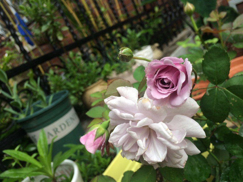 �ÿ��ľ�������