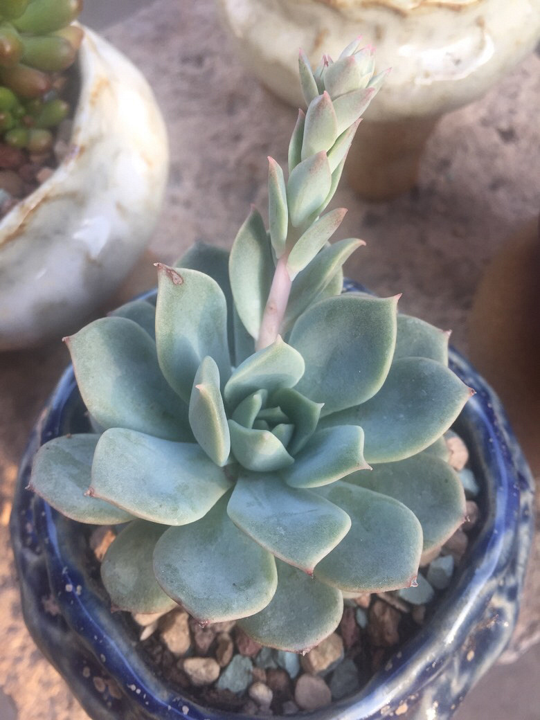 �������ˣ��ڴ���ʢ��