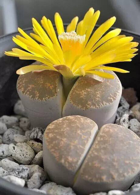 �������ǿ�����