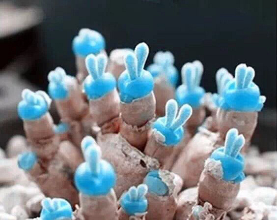 �������ǿ�����