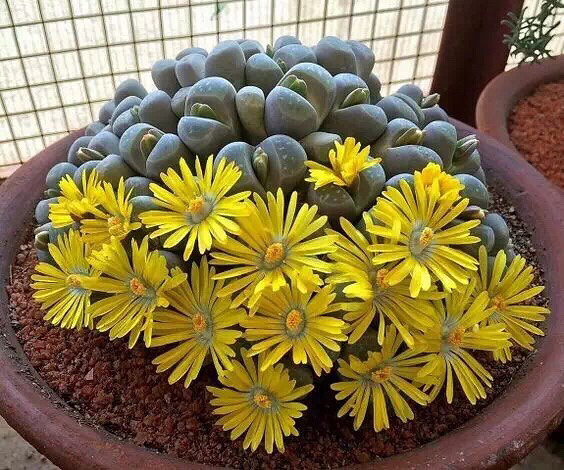 �������ǿ�����