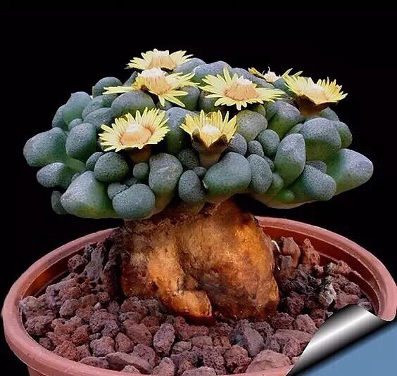 �������ǿ�����